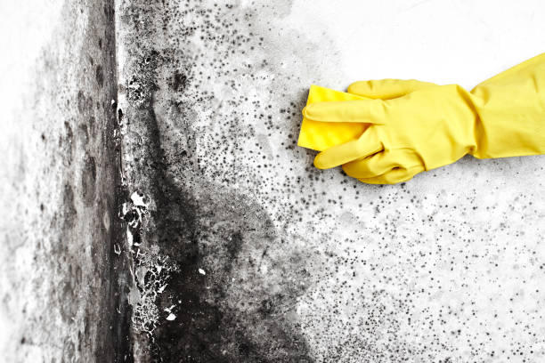 Mold Testing and Removal in Whitwell, TN