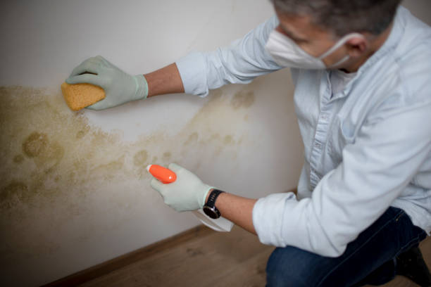 Best Office Mold Removal Services  in Whitwell, TN