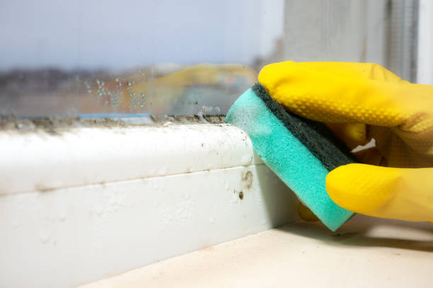 Best Mold Cleaning Services  in Whitwell, TN