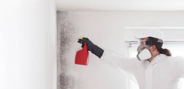 Best Attic Mold Removal  in Whitwell, TN