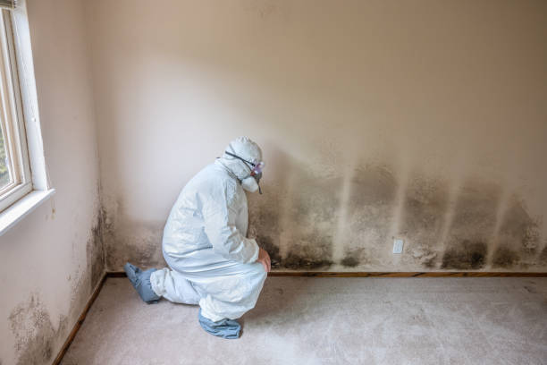 Mold Removal Process in Whitwell, TN