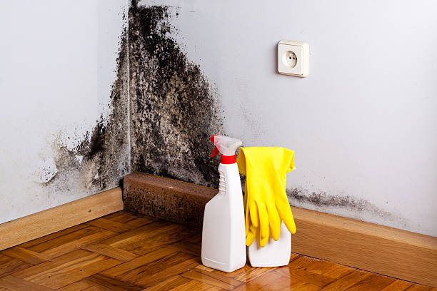 Best Mold Removal and Inspection  in Whitwell, TN